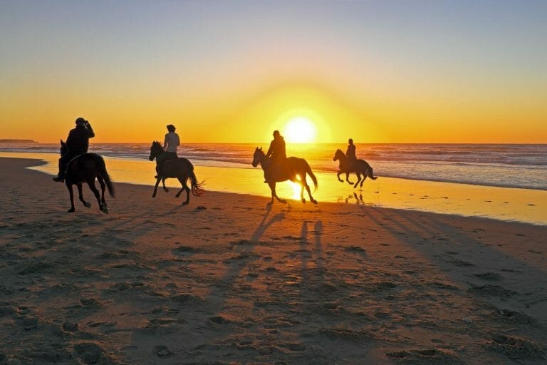 Horses at sunset on the beach